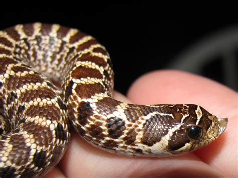 Hog nosed snake, found in Virginia, Diurnal, Eats mainly toads, but will eat small rodents ...