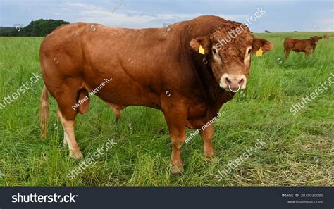 Close Portrait Magnificent Male Limousin Cattle Stock Photo (Edit Now) 2075030086