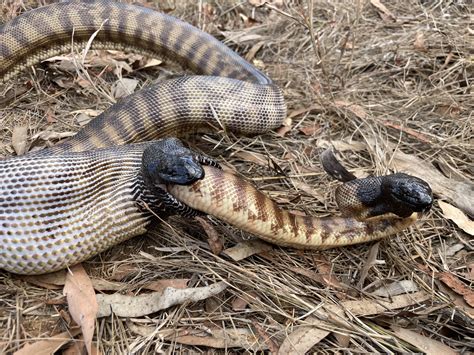 Cannibalistic Snake Devours Fellow Black-Headed Python Alive - Newsweek