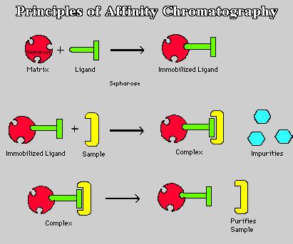 My Scientific Blog - Research and Articles: AFFINITIY CHROMATOGRAPHY