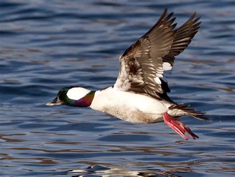 Bufflehead | San Diego Bird Spot