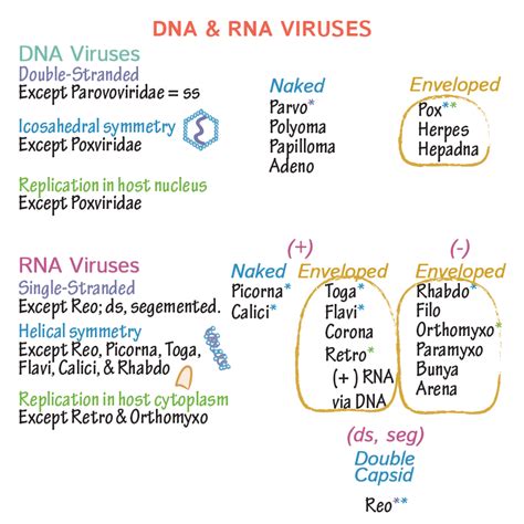 Immunology/Microbiology Glossary: Viruses - DNA & RNA | Draw It to Know It