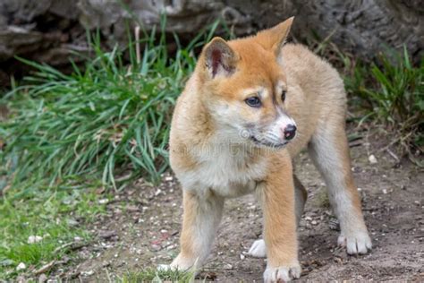 Purebred Dingo Puppy, Victoria, Australia, August 2018 Stock Image ...