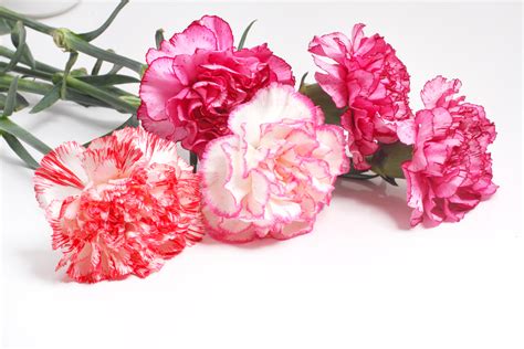 Carnation Flowers: The Birth Flower For January