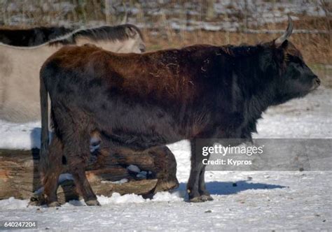 Heck Cattle Photos and Premium High Res Pictures - Getty Images