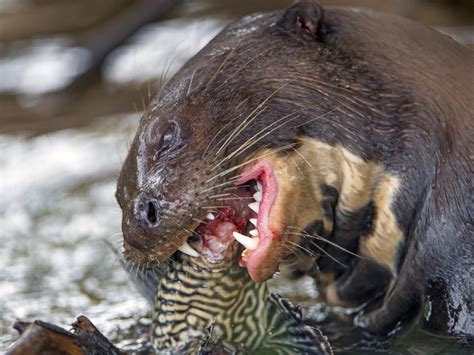 A Guide to Legally Owning and Caring for a Pet Otter - PetHelpful