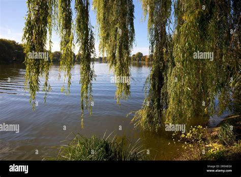 Weeping Willow at lake Aasee, Germany, North Rhine-Westphalia, Munster Stock Photo - Alamy