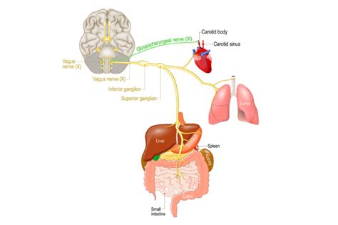 The vagus nerve (pronounced Vegas, baby!) sounds like a party in your body, in fact, it's quite ...