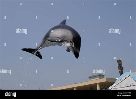 PACIFIC WHITE-SIDED DOLPHIN JUMPING Stock Photo - Alamy