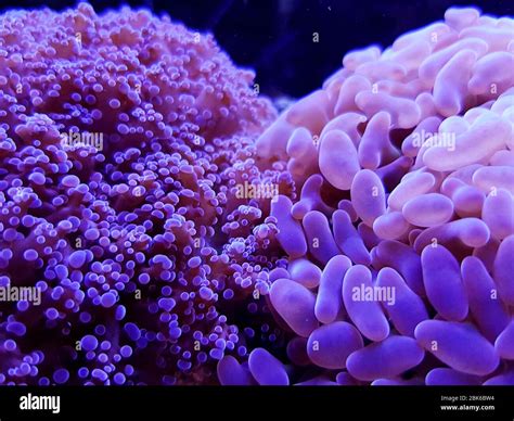 Euphyllia LPS coral species isolated in reef aquarium Stock Photo - Alamy