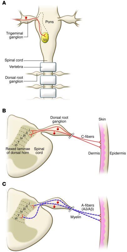 JCI - Nociceptors: the sensors of the pain pathway