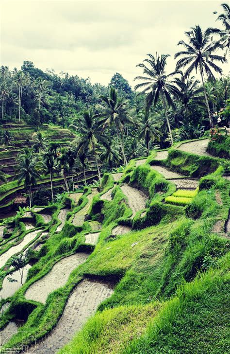 Rice Fields Bali Indonesia Wallpapers - Top Free Rice Fields Bali ...