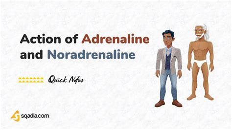 Mechanism of Action of Adrenaline and Noradrenaline | Physiology for Medical Students