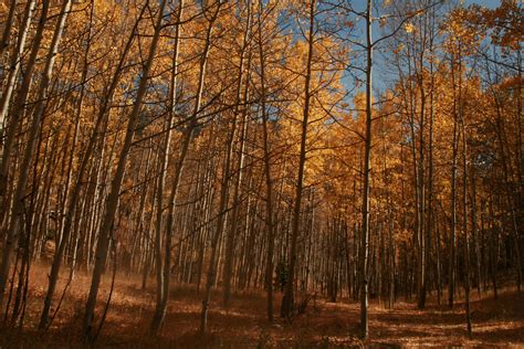 an Autumn in Woodland Park.. shot information: Canon EOS Digital Rebel XTI.. aperture- F13.0 ...