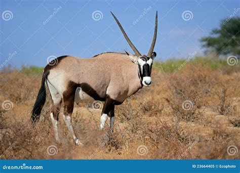 Gemsbok antelope stock image. Image of gazella, south - 23664405