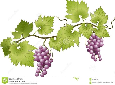 Grape Vine with Green Leaves | Grape drawing, Grape vines, Grape wallpaper