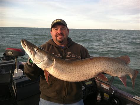 Big muskie caught on Lake St Clair in Belle River, ON on 10/12/2015 ...