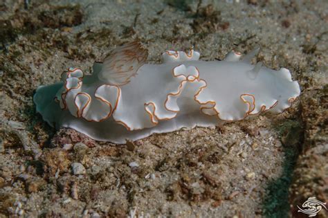 Marine Flatworms-Facts-Photographs and Video | Seaunseen