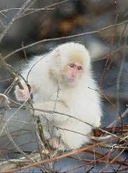 White monkeys of Azuma mountain range not albino: study - The Mainichi