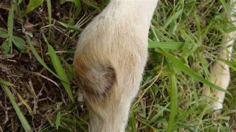 Goat Health Care: Diseases, Symptoms & Treatment