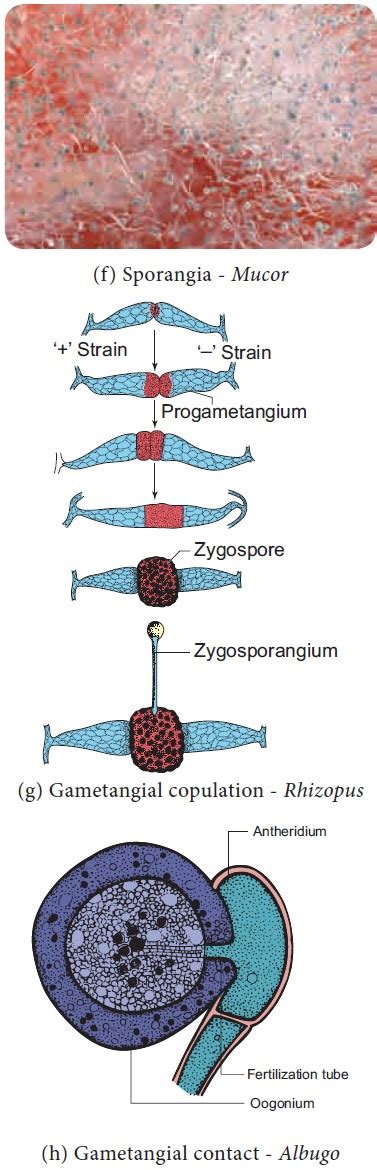 Rhizopus Zygosporangium