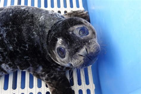 No, don’t try and ‘rescue’ that distressed seal pup, says B.C. conservationist | Globalnews.ca