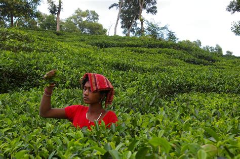 Tea Garden, Bangladesh