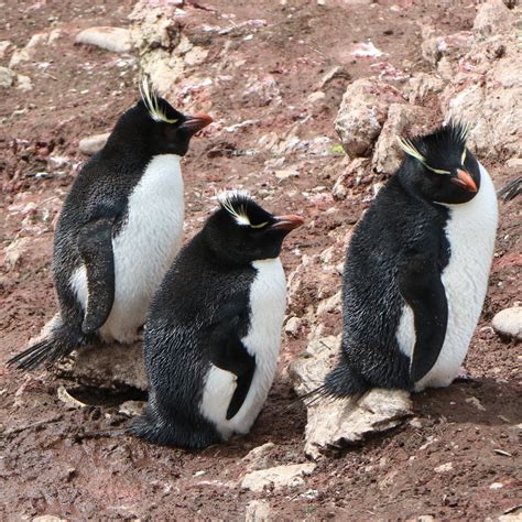 The Penguins of the Falkland Islands – ForeverTravelers.com