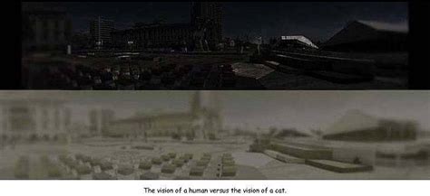 Cat Vs Human Night Vision