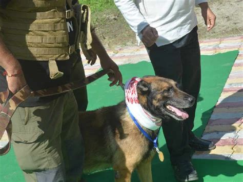 Zorba, India's first dog on anti-poacher duty, dies in Guwahati