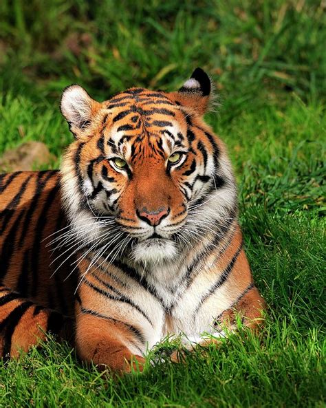 Tiger Sitting In The Grass Photograph by Bill Dodsworth