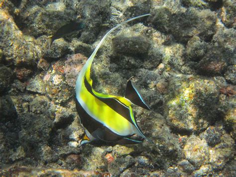 How to raise Moorish idol (gill) | Aquatish | All about Aquaculture