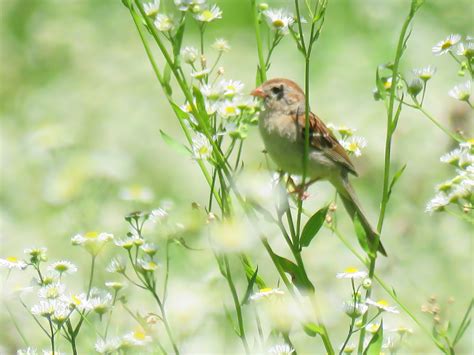 Webinar: Grassland Birds and Habitat Grazing – FoHVOS.org