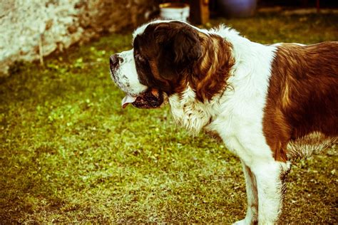 Saint Bernard Grooming: Bathing, Shedding, and Haircuts