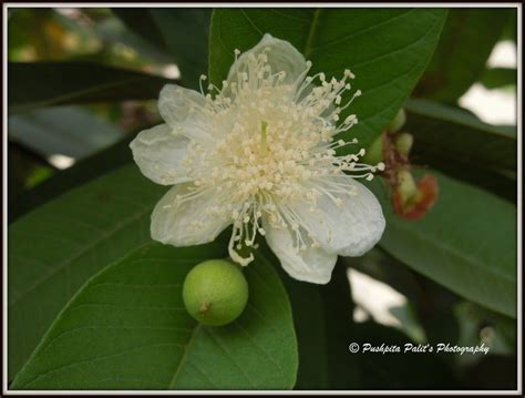 Beautiful Flower and a fruit on my Guava Tree