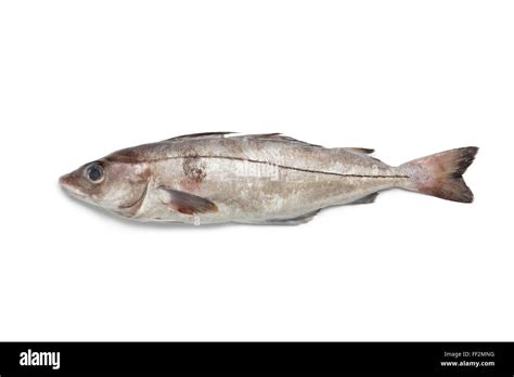 Whole single fresh raw haddock fish at white background Stock Photo - Alamy