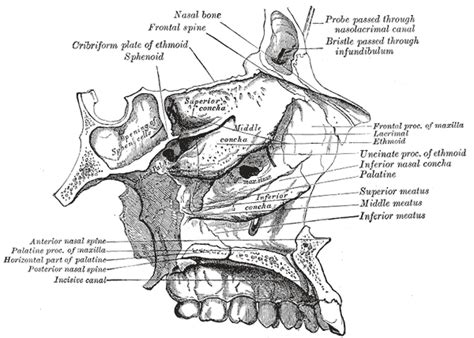 Anterior nasal spine - wikidoc