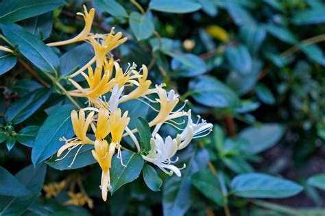 Species Spotlight: Japanese honeysuckle (Lonicera japonica) - Triangle ...