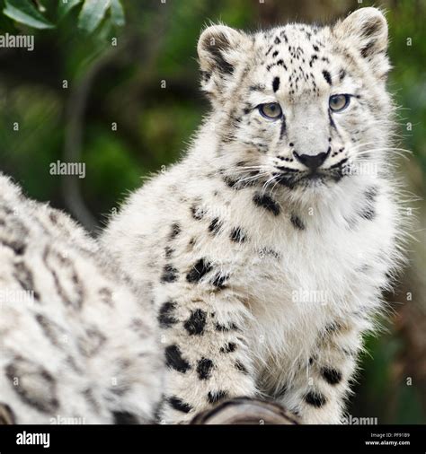 Leopard wild eat hi-res stock photography and images - Alamy