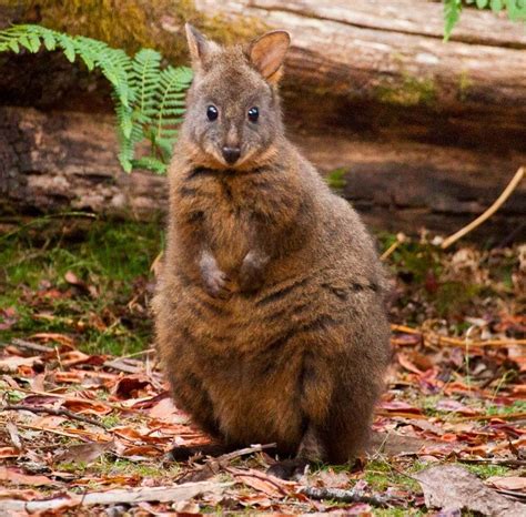 Tasmanian Pademelon | Cards, the Universe and Everything Wiki | Fandom