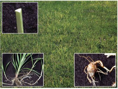 What Does Nutsedge Look like | Nutsedge Weed Identification Guide