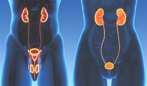 What is Urology | Uroviva