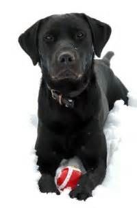 Black Labrador Training