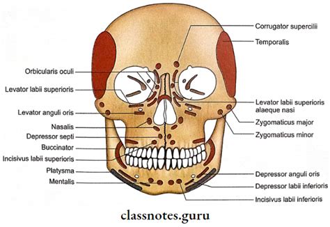 Norma Frontalis: Features, Attachments and Anatomy - Class Notes