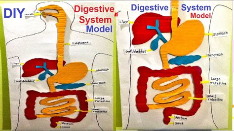 Digestive System Model For Kids