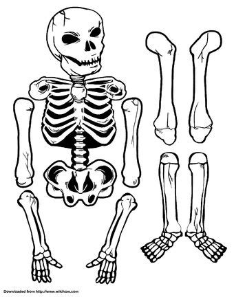 the skeleton and its bones are outlined in black and white, with different angles to each other
