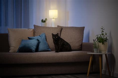 Premium Photo | Black cat on couch in night