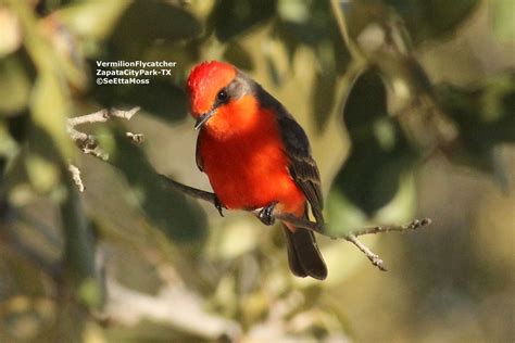 'Oh, WOW' bird: Vermilion Flycatcher - Birds and Blooms