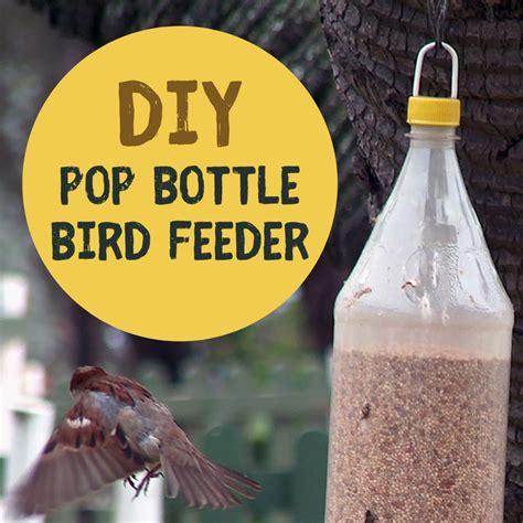 BIRD BOTTLE - babylons.com.vn