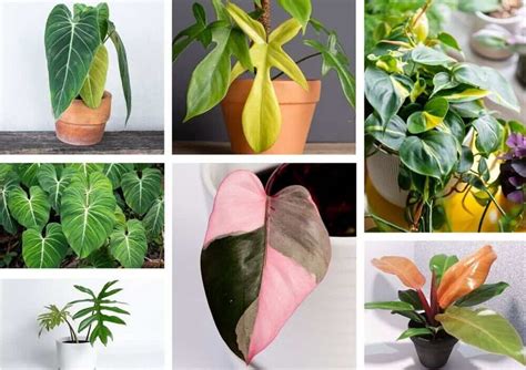 A Complete Guide To Philodendron Types | Lawn.com.au